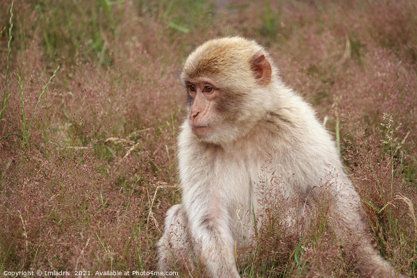 Portrait Barbary macaque (Macaca sylvanus), seated Picture Board by Imladris 