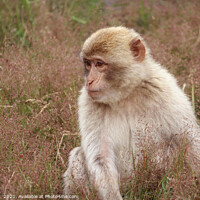 Buy canvas prints of Portrait Barbary macaque (Macaca sylvanus), seated by Imladris 