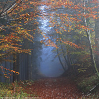 Buy canvas prints of Vosges Mountains Forest Walk, Autumn in France by Imladris 