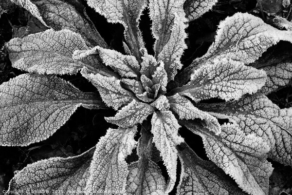 Frosty Foxglove Leaves Monochrome Picture Board by Imladris 