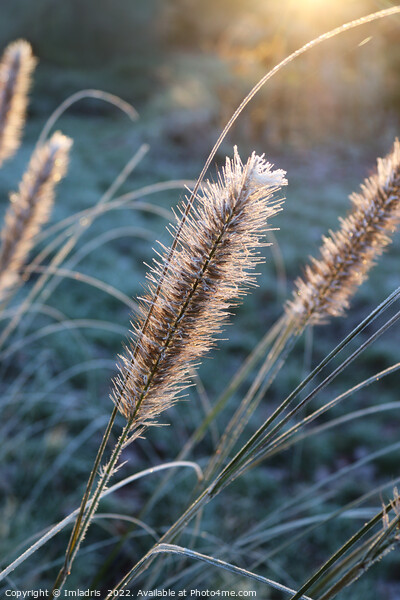 Abstract Frosty Grass Flowers at Dawn Picture Board by Imladris 