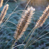 Buy canvas prints of Abstract Frosty Grass Flowers at Dawn by Imladris 
