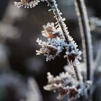 Buy canvas prints of Abstract Icy Flower heads Melissa officinalis by Imladris 