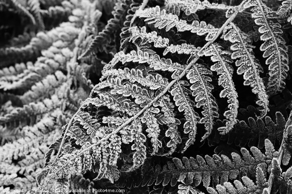 Bracken Fern Leaves in Winter Picture Board by Imladris 