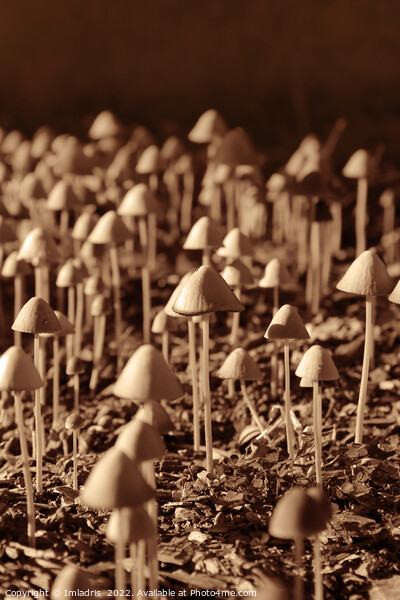 Fun Fungi: 101 Mushrooms Picture Board by Imladris 