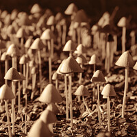 Buy canvas prints of Fun Fungi: 101 Mushrooms by Imladris 