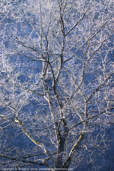 Beautiful Frost Covered Tree Picture Board by Imladris 