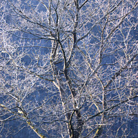 Buy canvas prints of Beautiful Frost Covered Tree by Imladris 