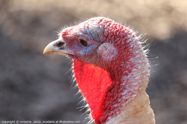 Domestic Turkey Portrait: 'Ugly' bird Picture Board by Imladris 
