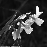 Buy canvas prints of White Narcissus Bloom Monochrome by Imladris 