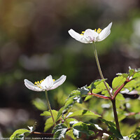 Buy canvas prints of Wood Anemone Close up Square by Imladris 
