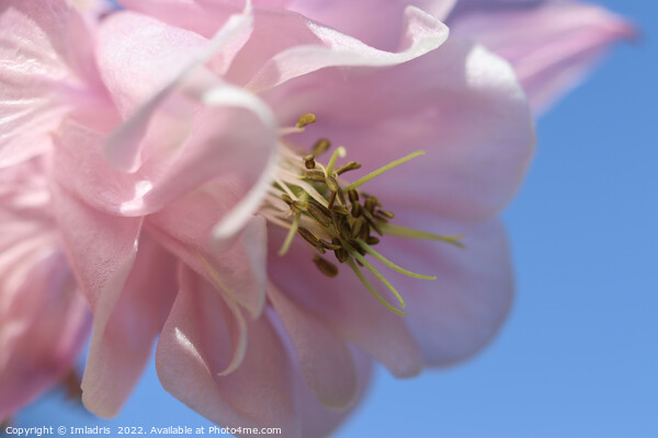 Pale Pink Aquilegia Flower Picture Board by Imladris 
