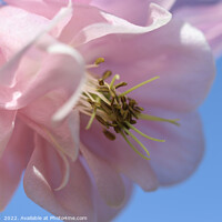 Buy canvas prints of Pale Pink Aquilegia Flower by Imladris 