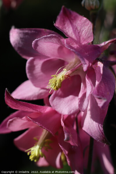 Deep Pink Aquilegia Flowers Picture Board by Imladris 