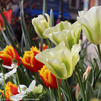 Buy canvas prints of Green Tulips and Spring Flowers by Imladris 