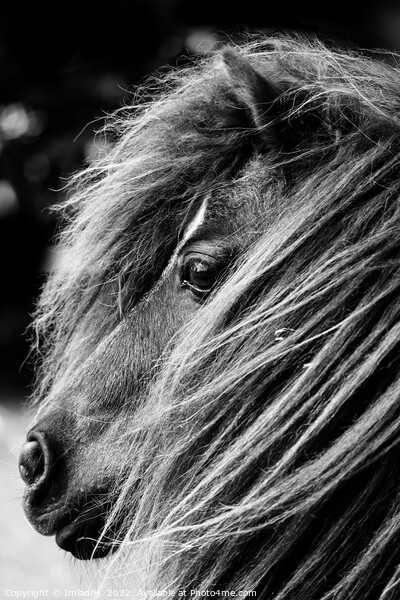Portrait of a Shetland Pony, Monochrome Picture Board by Imladris 
