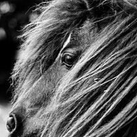 Buy canvas prints of Portrait of a Shetland Pony, Monochrome by Imladris 