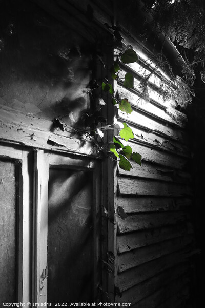 Green Ivy in the Lost Garden Picture Board by Imladris 