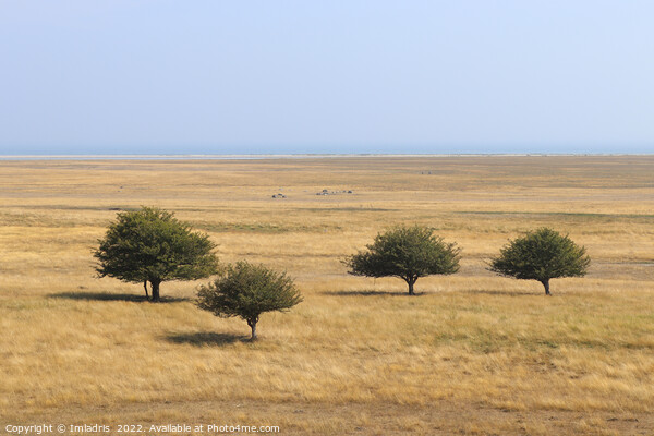 Trees on the Savannah, Öland, Sweden Picture Board by Imladris 
