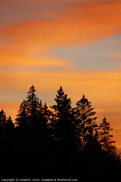 Sunset over the Forest, Sweden Picture Board by Imladris 