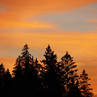 Buy canvas prints of Sunset over the Forest, Sweden by Imladris 