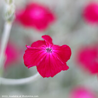 Buy canvas prints of Bright Vibrant Cerise Pink Flowers by Imladris 