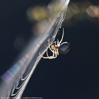 Buy canvas prints of Backlit Garden Spider, in profile by Imladris 