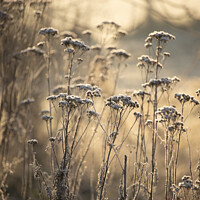 Buy canvas prints of Golden Frosty Morning Flemish Countryside by Imladris 