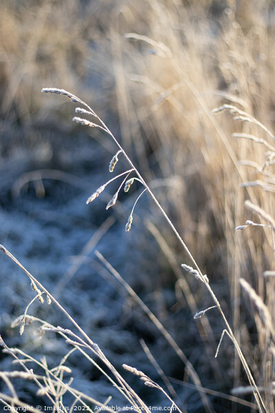 Frosted Winter Grass, blue and gold Picture Board by Imladris 