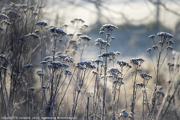 Frost Covered Wild Flowers, blue tints Picture Board by Imladris 