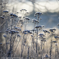 Buy canvas prints of Frost Covered Wild Flowers, blue tints by Imladris 