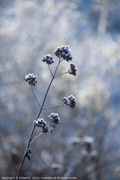 Single Frosty Flowerhead of Verbena Picture Board by Imladris 