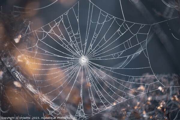 Delicate Spiders Web in Winter Picture Board by Imladris 