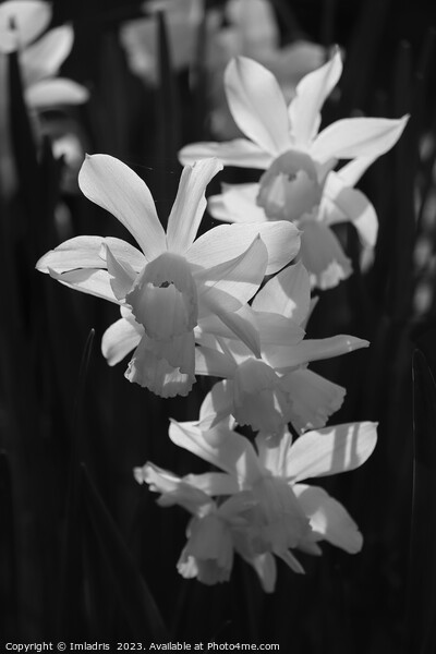White Backlit Daffodils on Black Picture Board by Imladris 