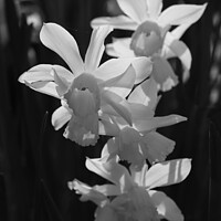Buy canvas prints of White Backlit Daffodils on Black by Imladris 