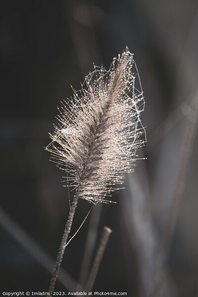 Beautiful Fountain Grass in Winter Picture Board by Imladris 