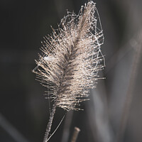 Buy canvas prints of Beautiful Fountain Grass in Winter by Imladris 