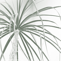 Buy canvas prints of Ponytail palm foliage on white by Imladris 