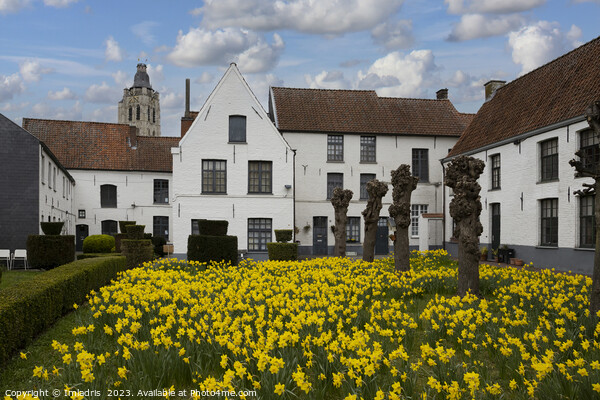 Oudenaarde Beguinage in Spring Picture Board by Imladris 