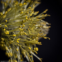 Buy canvas prints of Goat Willow, Abstract Catkin Macro by Imladris 