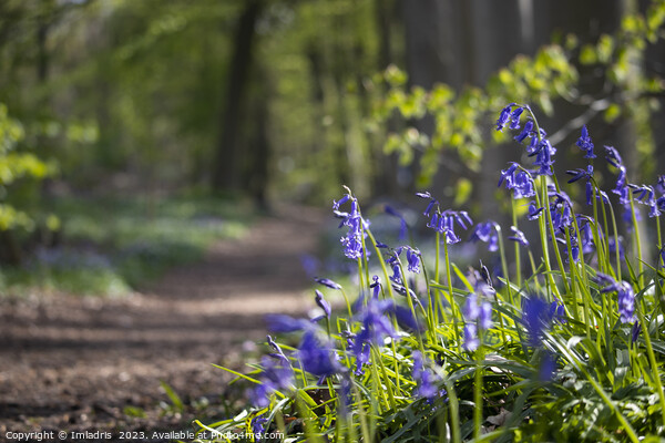 Neigem Forest Bluebells, Belgium Picture Board by Imladris 