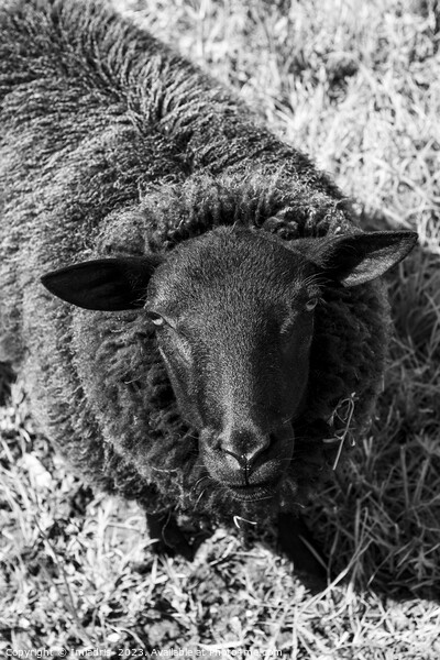 Curious Sheep, Black and White Picture Board by Imladris 