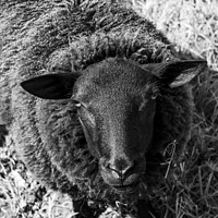 Buy canvas prints of Curious Sheep, Black and White by Imladris 