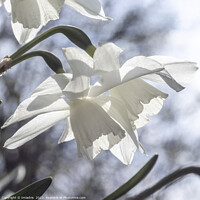 Buy canvas prints of Beautiful Pure White Daffodils by Imladris 