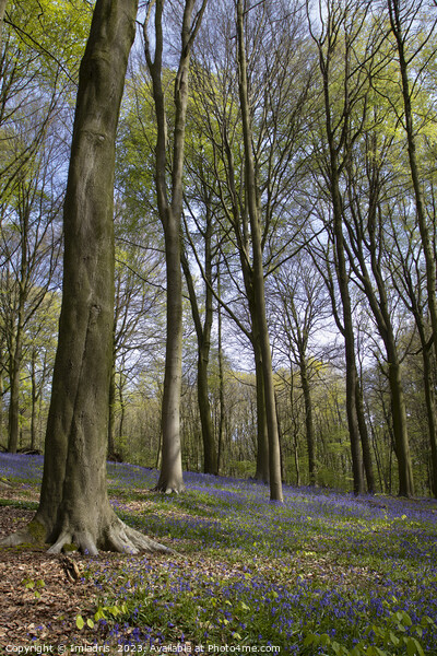 Neigembos Spring Forest View, Belgium Picture Board by Imladris 