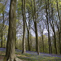 Buy canvas prints of Neigembos Spring Forest View, Belgium by Imladris 