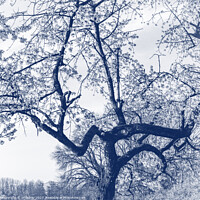 Buy canvas prints of Cherry Blossom Tree, Delfts Blue by Imladris 