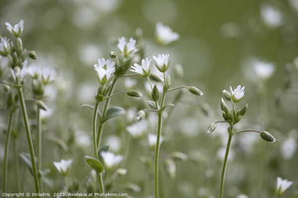Beautiful Stitchwort White Flowers Picture Board by Imladris 