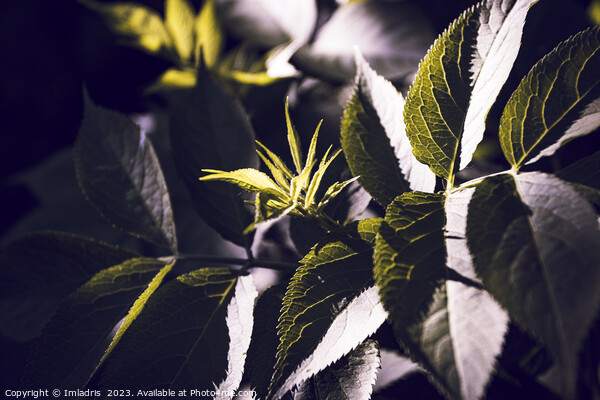 Dark Green Elderberry Foliage Abstract Picture Board by Imladris 