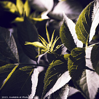 Buy canvas prints of Dark Green Elderberry Foliage Abstract by Imladris 